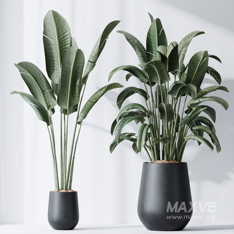 HQ Plants Bird Of ParadiseBird Vase Set04 - Image 2