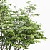 Carpinus Betulus and Hazel leave - Thumbnail 3