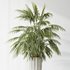 HQ Plants Areca Majesty Cat Reed Palm Set02 - Thumbnail 2