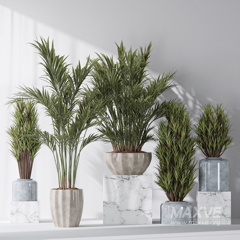 Areca Majesty and Yucca Elephantipes Vase 10 - Image 3