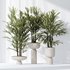 HQ Plants Rhapis Excelsa Lady Palm Hydro Care Set03 - Thumbnail 2