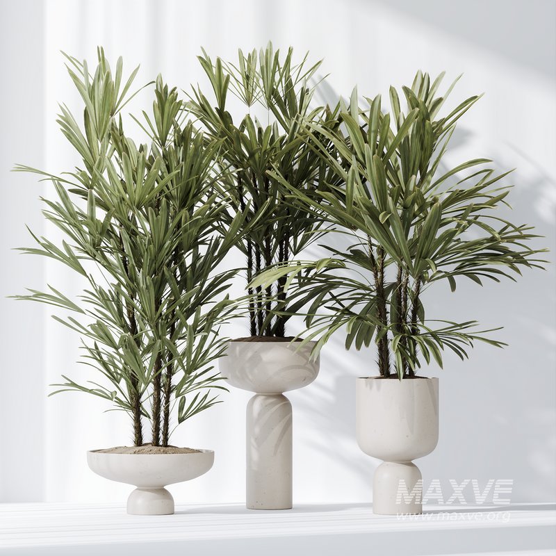 HQ Plants Rhapis Excelsa Lady Palm Hydro Care Set03 - Image 2