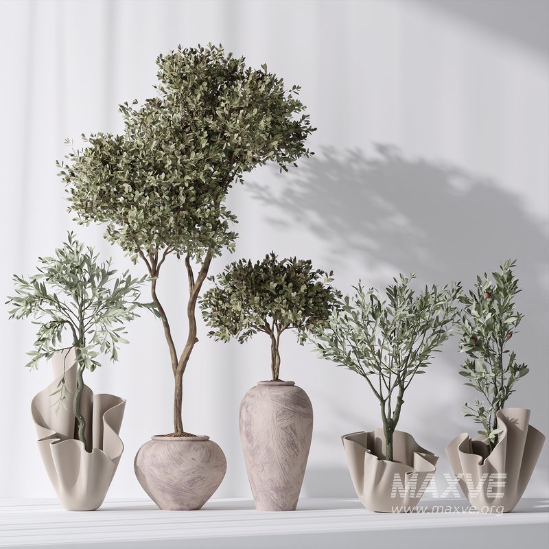 Mission Olive Tree Indoor Vase 01 - Image 2