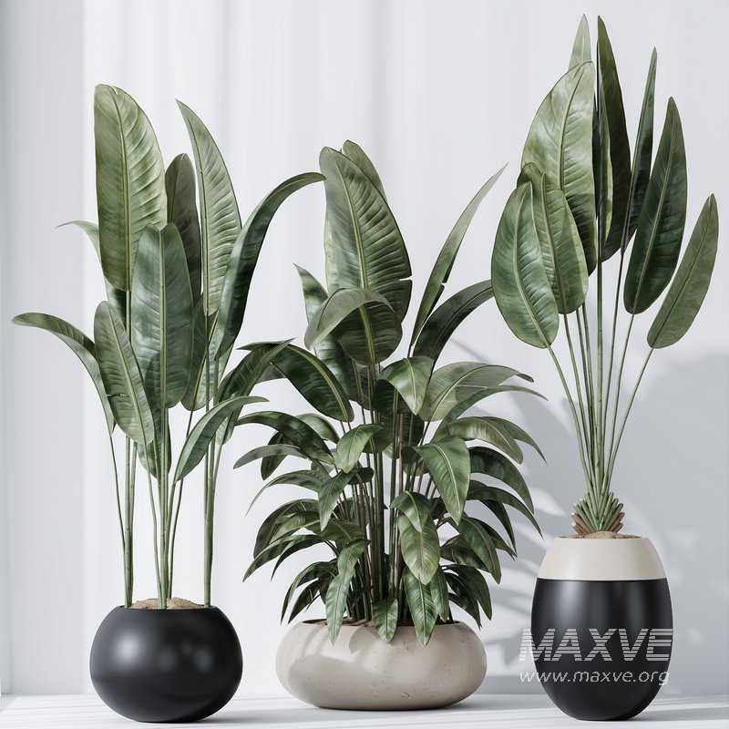 HQ Plants Bird Of ParadiseBird Vase Set06 - Image 2