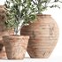 OliveTreeInAntiquePottery - Thumbnail 3