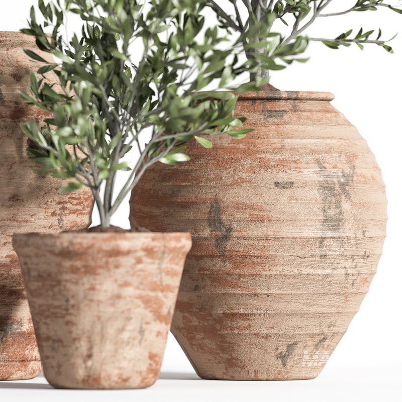 OliveTreeInAntiquePottery - Image 3