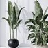 HQ Plants Bird Of ParadiseBird Vase Set06 - Thumbnail 3