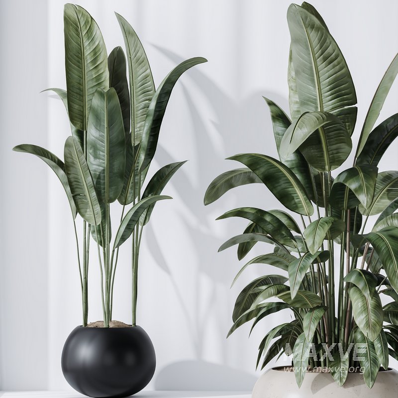 HQ Plants Bird Of ParadiseBird Vase Set06 - Image 3