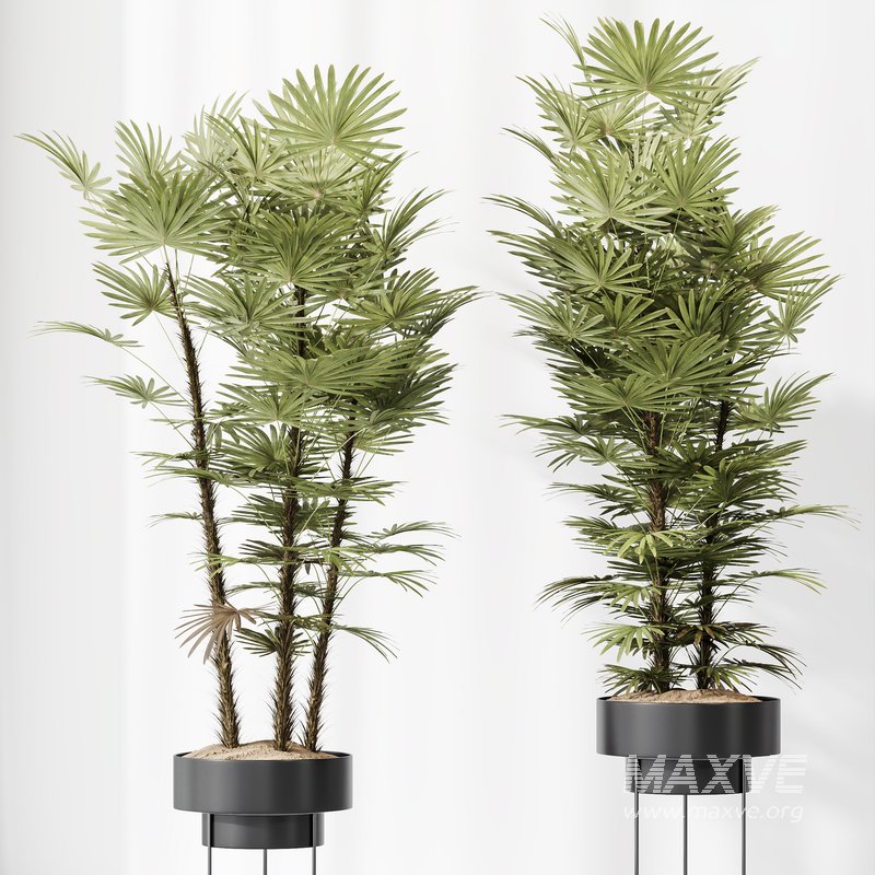 HQ Plants Rhapis Excelsa Lady Palm Hydro Care Set04 - Image 2