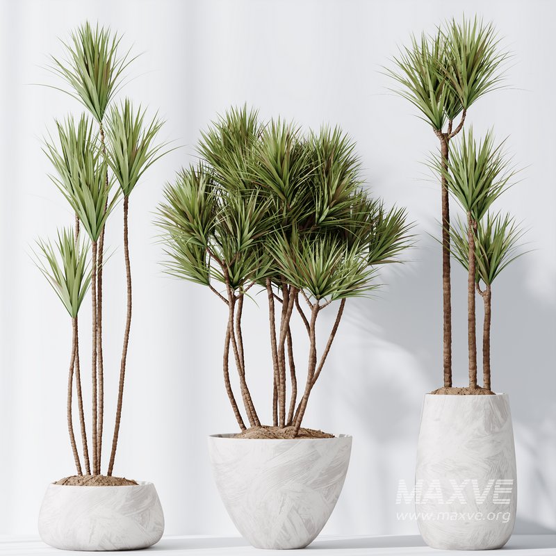 Yucca Elephantipes Gigantea and Mission Olive Tree Indoor Vase 03 - Image 2