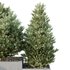 HQ Tree and bush garden box outdoor VOL 27 - Thumbnail 3