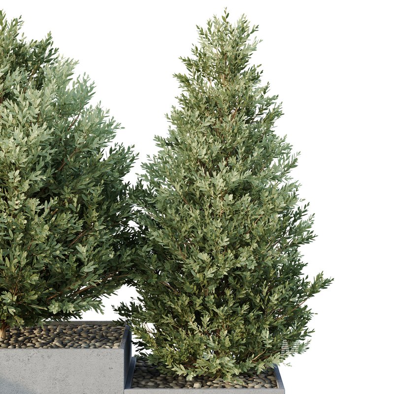 HQ Tree and bush garden box outdoor VOL 27 - Image 3