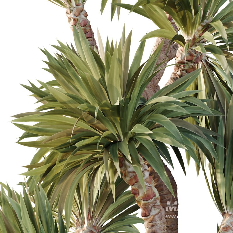 HQ Tree and bush garden box outdoor VOL 25 - Image 5