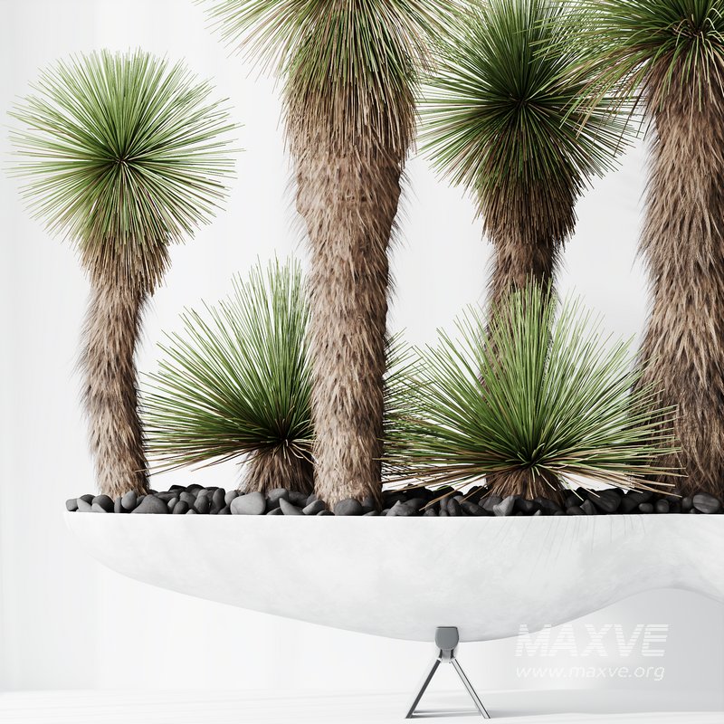 HQ Plants Yucca Elephantipes Queretaroensis Set01 - Image 3