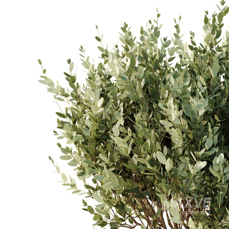 HQ Tree and bush garden box outdoor VOL 22 - Image 4