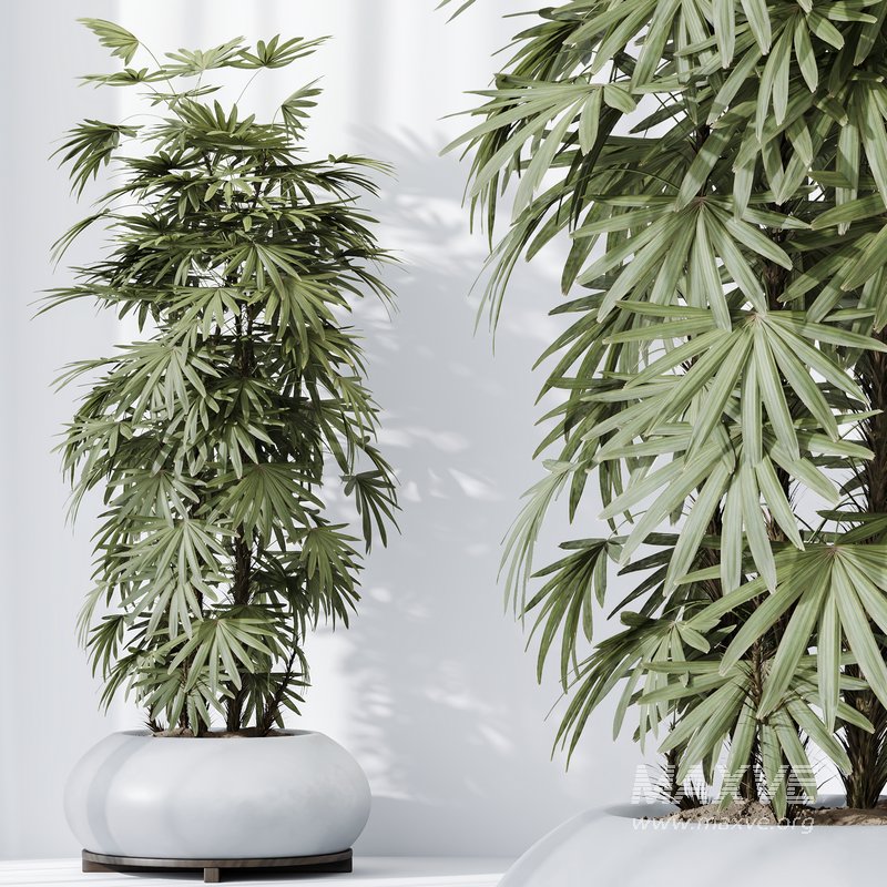 HQ Plants Rhapis Excelsa Lady Palm Hydro Care - Image 3