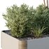 HQ Tree and bush garden box outdoor VOL 24 - Thumbnail 4