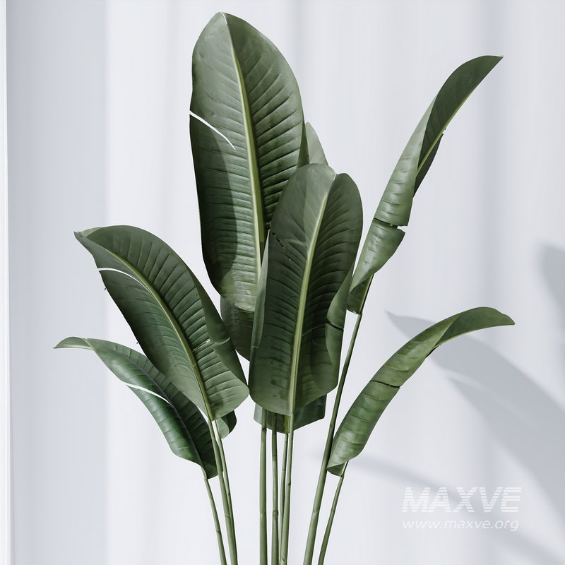 HQ Plants Bird Of ParadiseBird Vase Set04 - Image 3