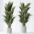 HQ Plants Areca Majesty Cat Reed Palm Set05 - Thumbnail 2