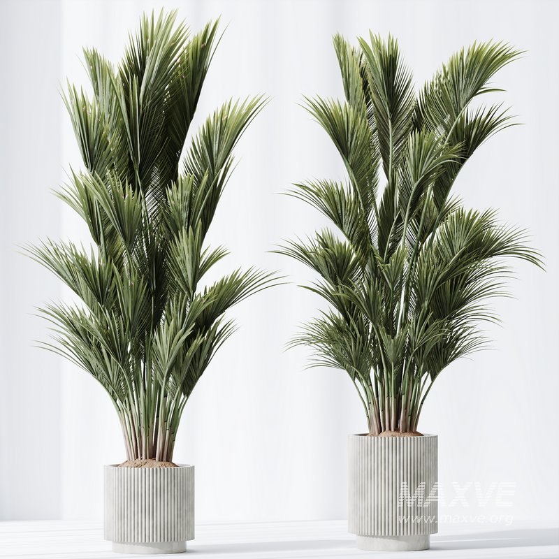 HQ Plants Areca Majesty Cat Reed Palm Set05 - Image 2
