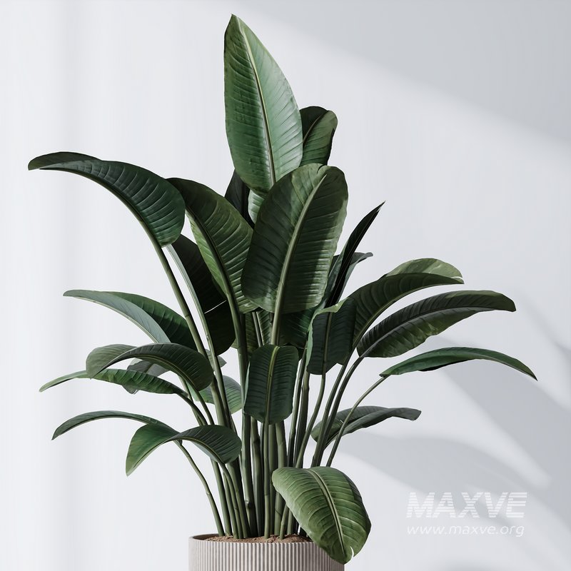 HQ Plants Bird Of ParadiseBird Vase Set01 - Image 2