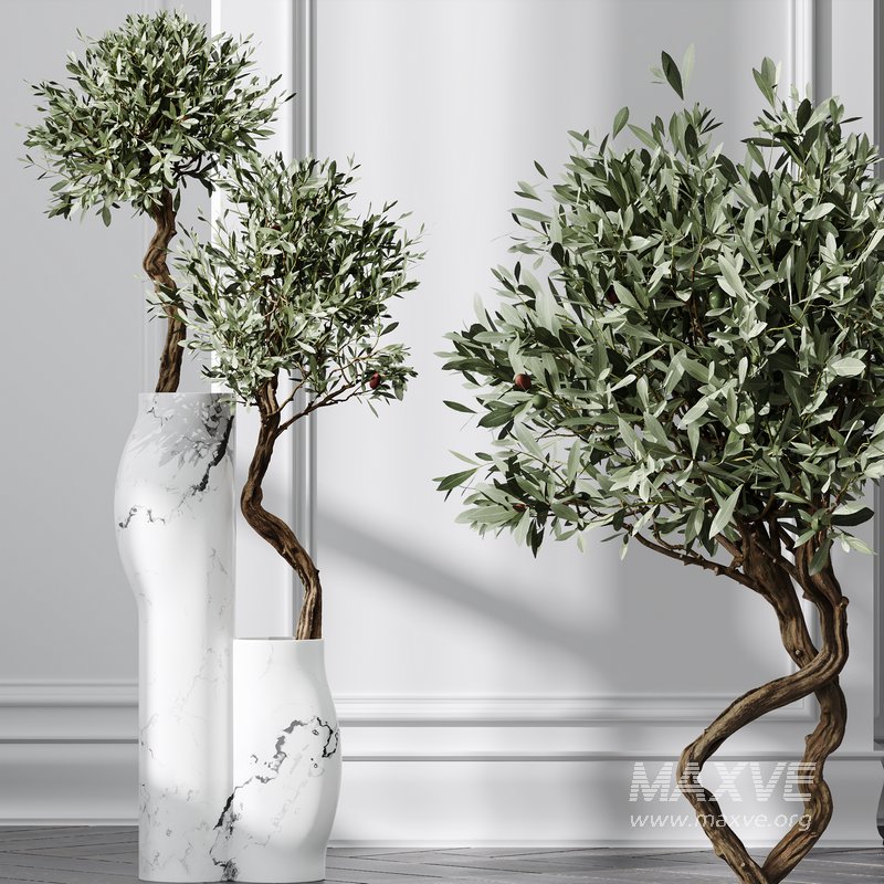 Mission Olive Tree Indoor Vase 02 - Image 3