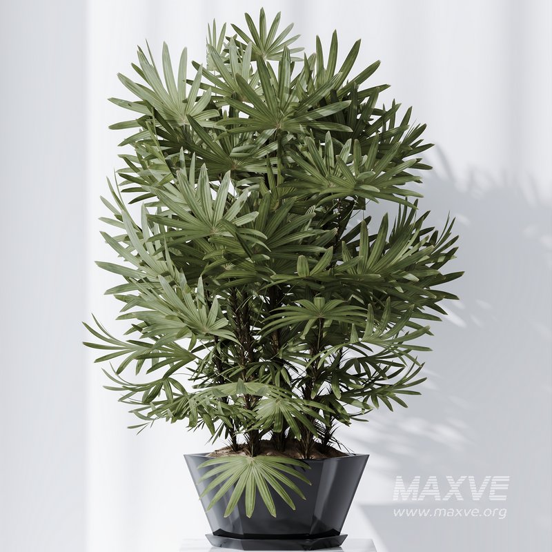 HQ Plants Rhapis Excelsa Lady Palm Hydro Care Set02 - Image 2