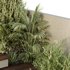 HQ Tree and bush garden box outdoor VOL 31 - Thumbnail 3