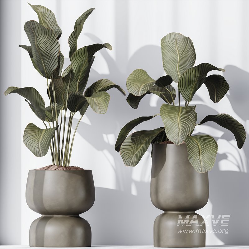 HQ Plants Calathea Lutea Cuban Cigar Set01 - Image 3