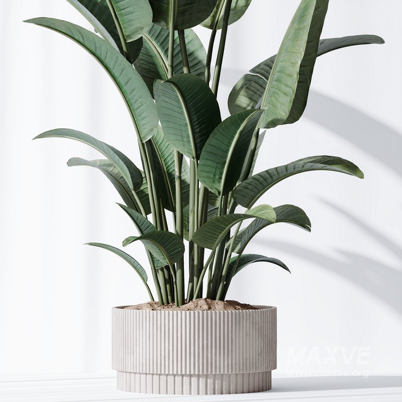 HQ Plants Bird Of ParadiseBird Vase - Image 3