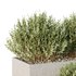 HQ Tree and bush garden box outdoor VOL 26 - Thumbnail 3