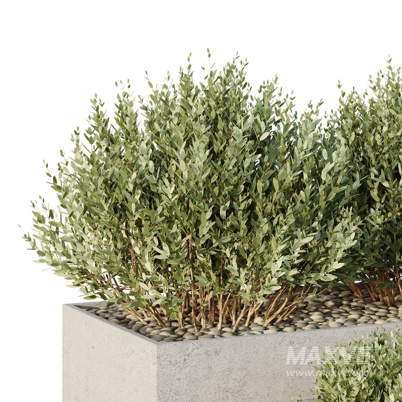 HQ Tree and bush garden box outdoor VOL 26 - Image 3