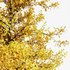 fall trees Maidenhair Ginkgo - Thumbnail 3