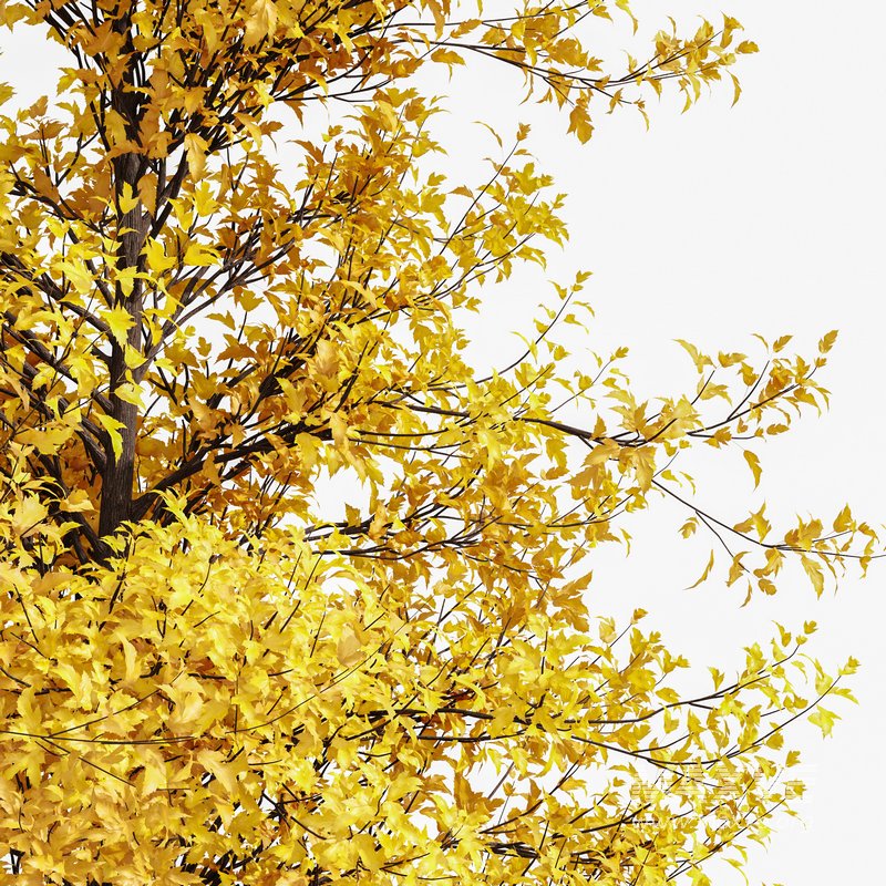 fall trees Maidenhair Ginkgo - Image 3