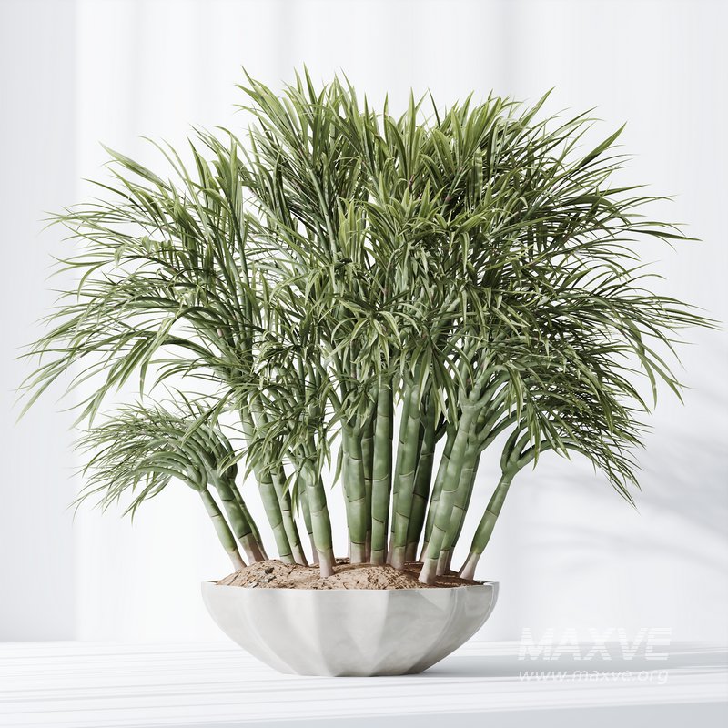 HQ Plants Areca Majesty Cat Reed Palm Set03 - Image 3