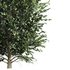 Carpinus Betulus 01 - Thumbnail 1