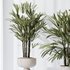 HQ Plants Rhapis Excelsa Lady Palm Hydro Care Set03 - Thumbnail 3