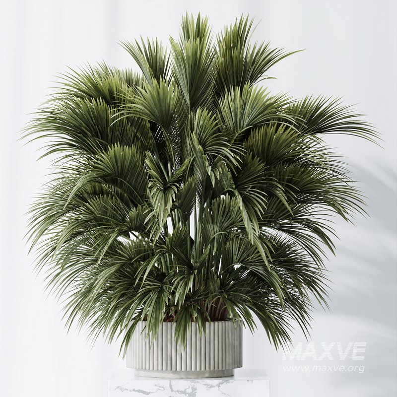 HQ Plants Areca Majesty Cat Reed Palm Set05 - Image 4