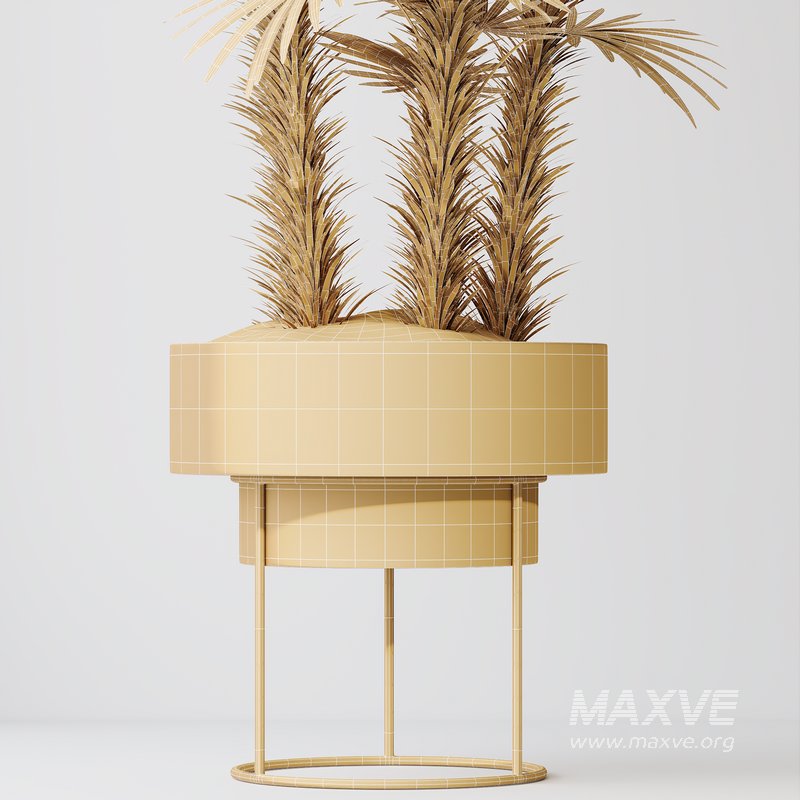 HQ Plants Rhapis Excelsa Lady Palm Hydro Care Set04 - Image 4