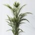 HQ Plants Areca Majesty Cat Reed Palm Set04 - Thumbnail 4