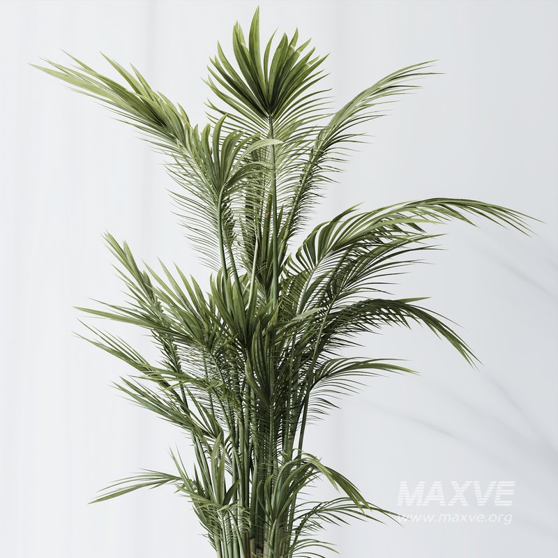 HQ Plants Areca Majesty Cat Reed Palm Set04 - Image 4