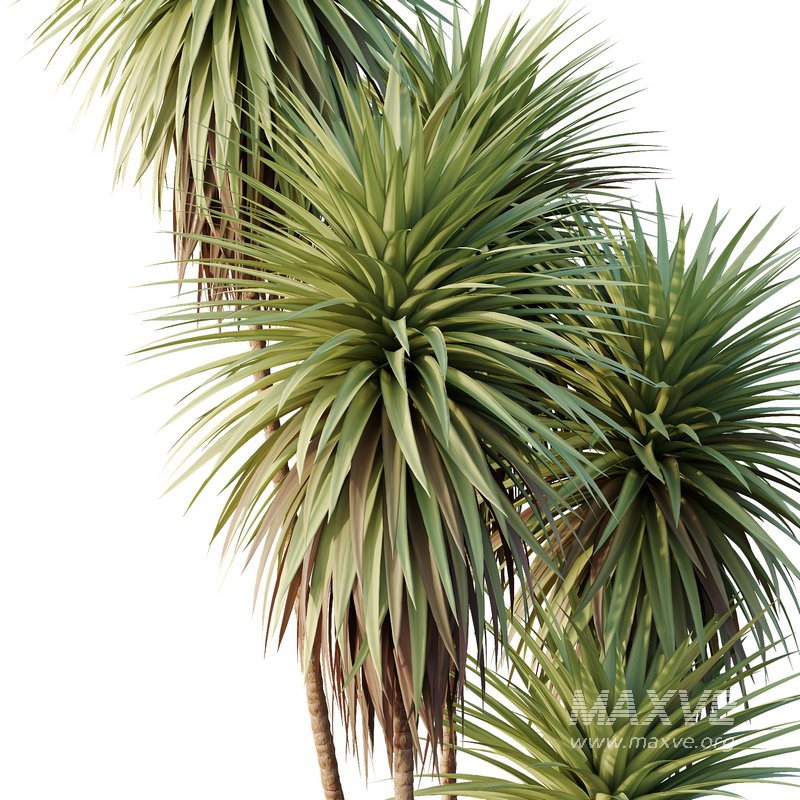 HQ Tree and bush garden box outdoor VOL 24 - Image 3