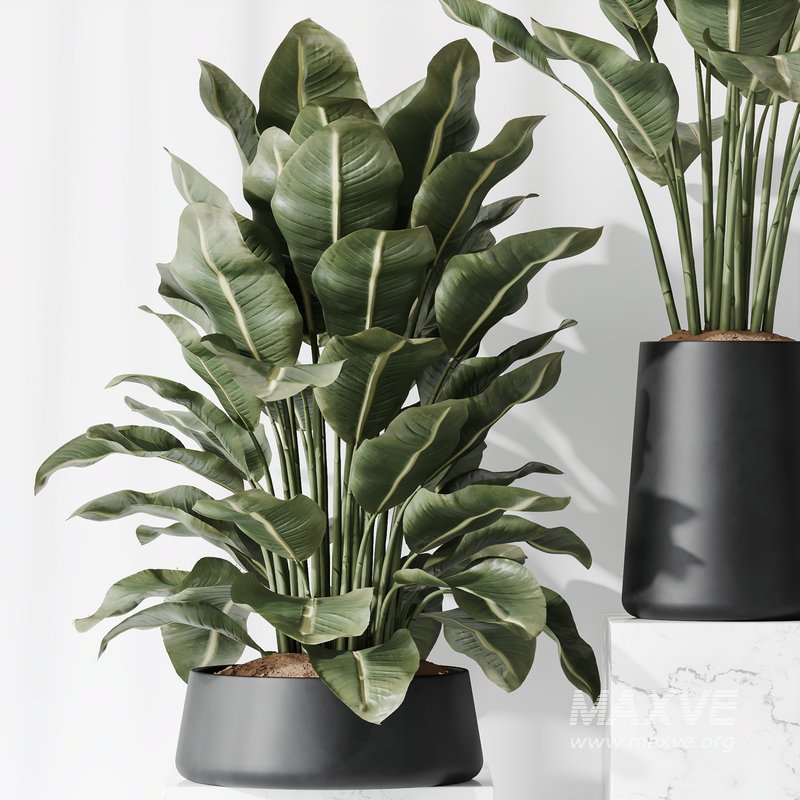 HQ Plants Bird Of ParadiseBird Vase Set05 - Image 4