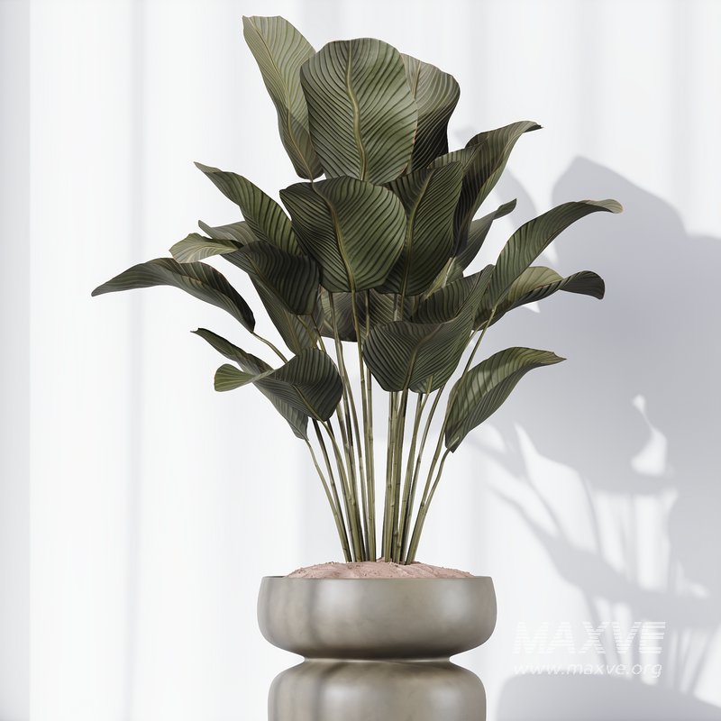 HQ Plants Calathea Lutea Cuban Cigar Set01 - Image 4