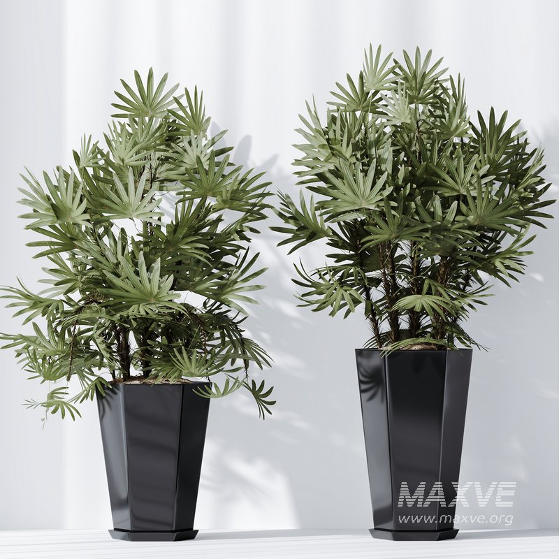 HQ Plants Rhapis Excelsa Lady Palm Hydro Care Set02 - Image 4