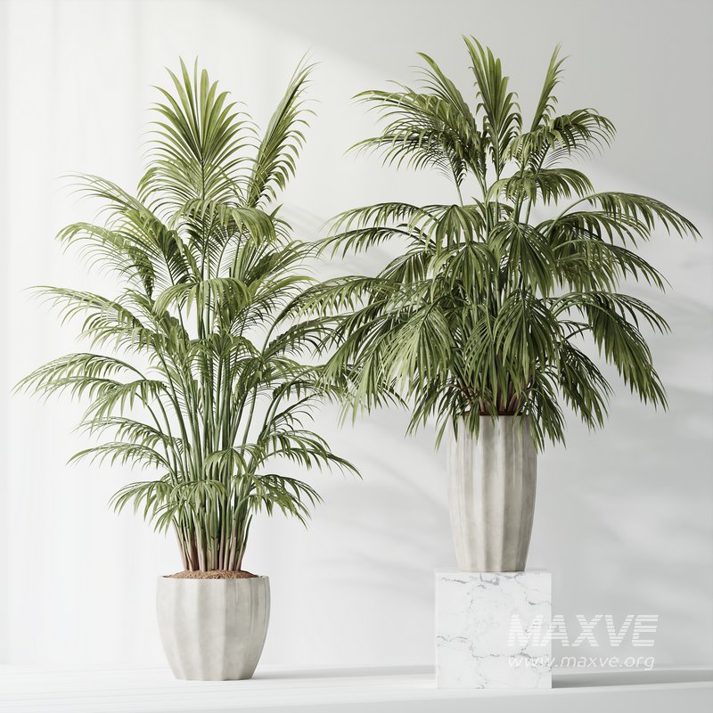 HQ Plants Areca Majesty Cat Reed Palm Set02 - Image 4
