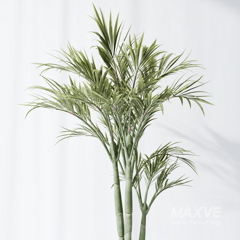HQ Plants Areca Majesty Cat Reed Palm Set03 - Image 4