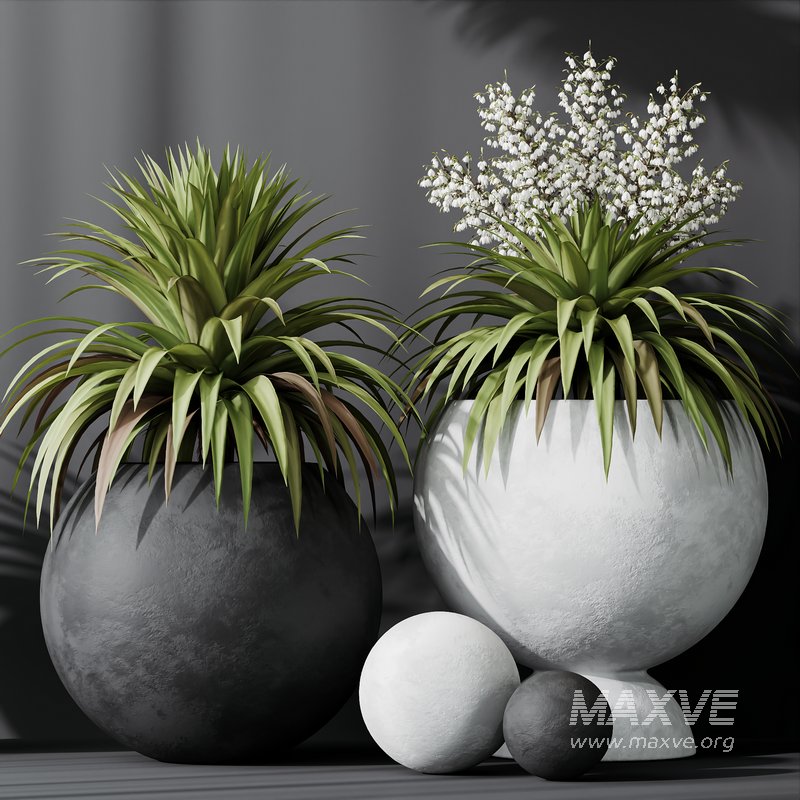 HQ Plants Yucca Elephantipes Rupicola Vase Set01 - Image 4