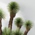 HQ Plants Yucca Elephantipes Queretaroensis Set01 - Thumbnail 4