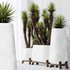 HQ Plants Yucca Elephantipes Valida Vase Set01 - Thumbnail 3